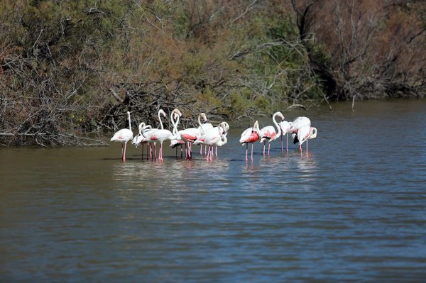 Quels sont les campings familiaux recommandés en petite Camargue ?